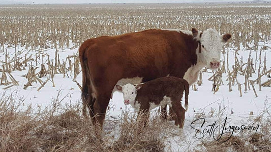 Mother Cow & Her Calf