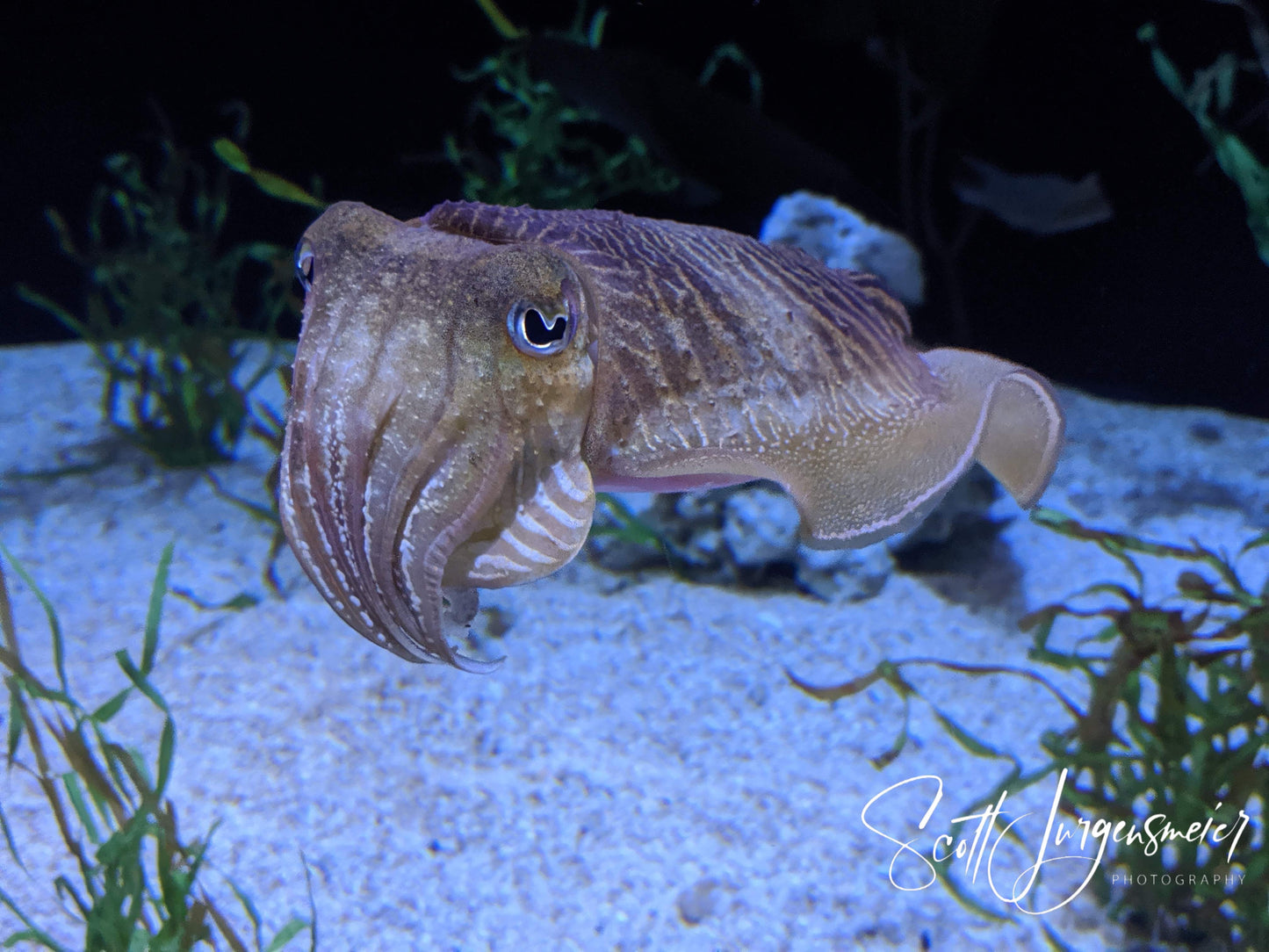 Fish at Ripley's Aquarium in Gatlinburg, TN