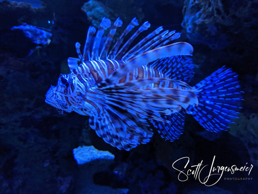 Lion Fish at Ripley's Aquarium in Gatlinburg, TN