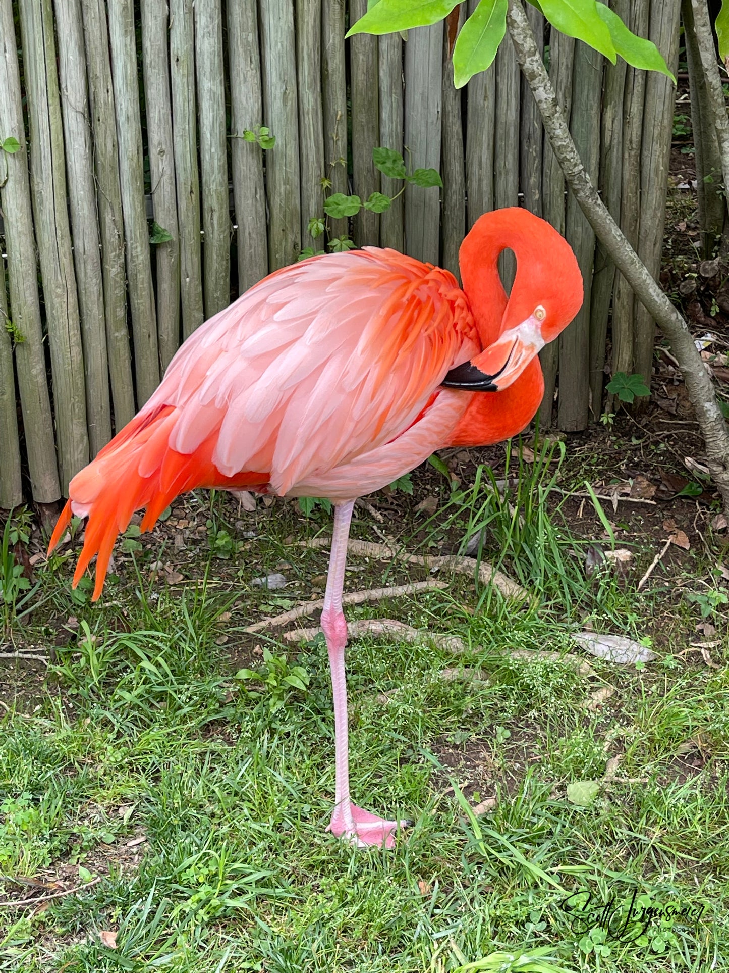 Flamingo at the Nashville Zoo