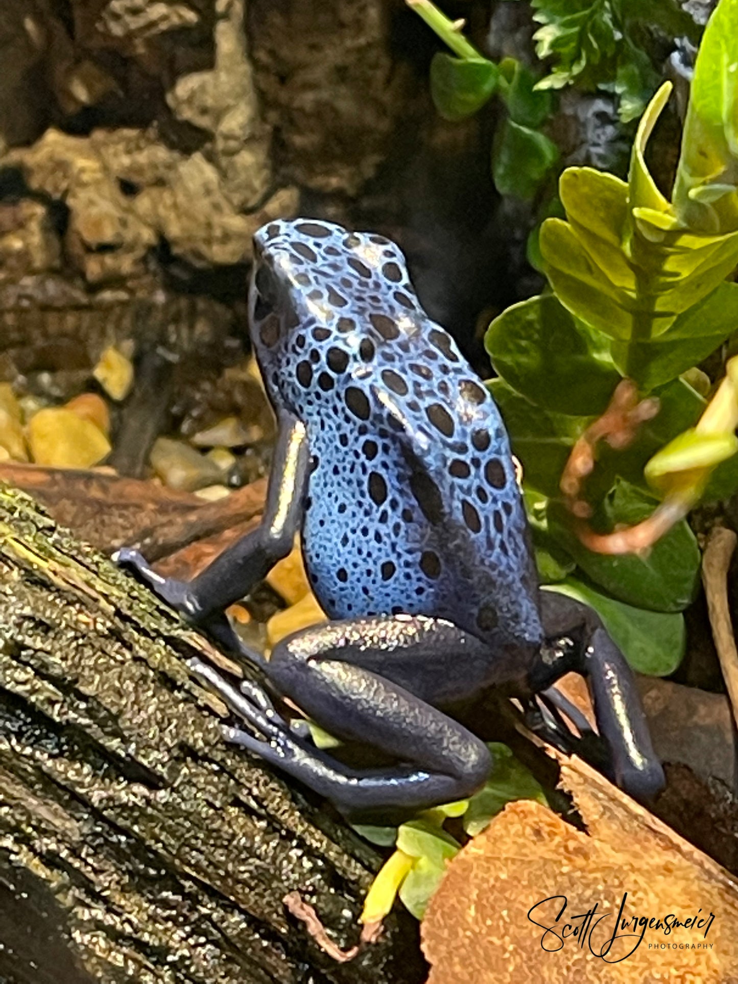 Blue Poison Dart Frog at the Nashville Zoo